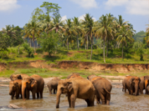 Exotické zájezdy a dovolená Srí Lanka